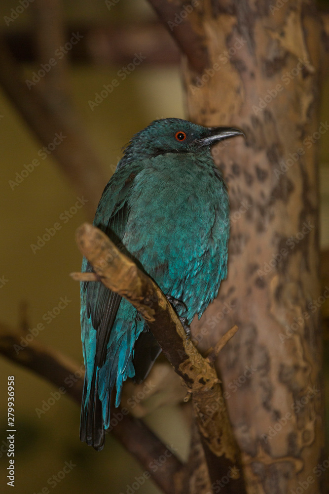 Fototapeta premium Asian fairy-bluebird (Irena puella). Female.