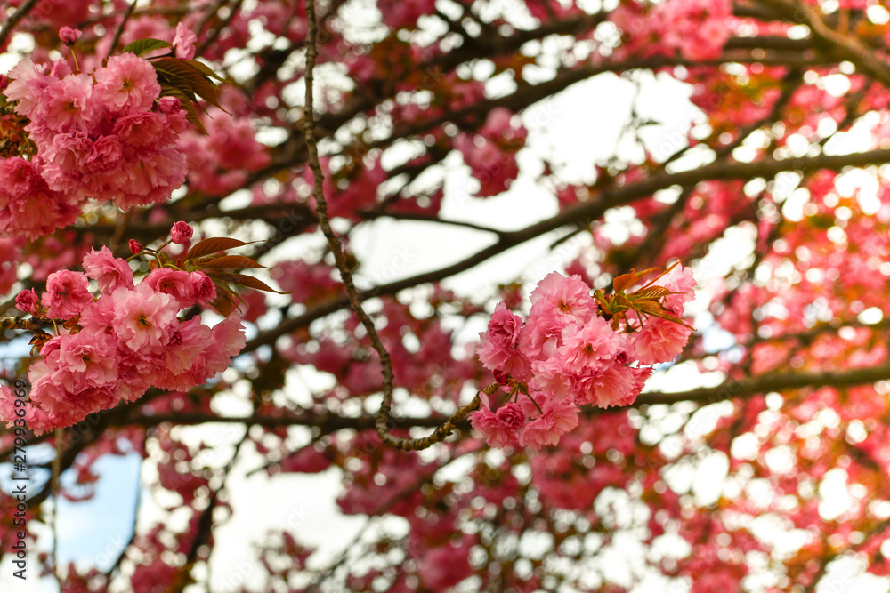 tree in blossom tree in blossom