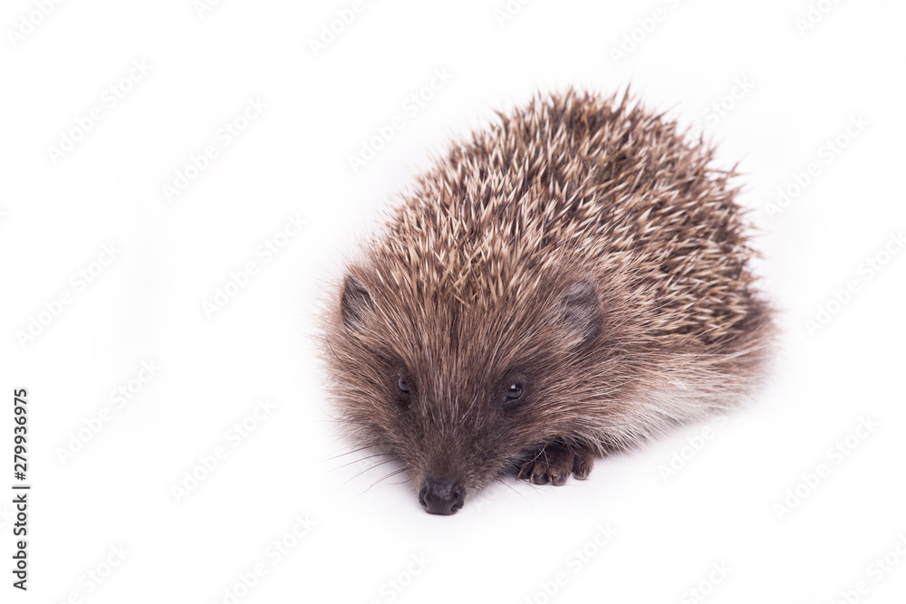 Hedgehog isolated on white background Close-up Hedgehog isolated on white background Close-up