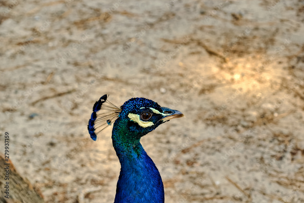 Peacock in the peacock forest Plaka Kos on the island of Kos in Greece Peacock in the peacock forest Plaka Kos on the island of Kos in Greece