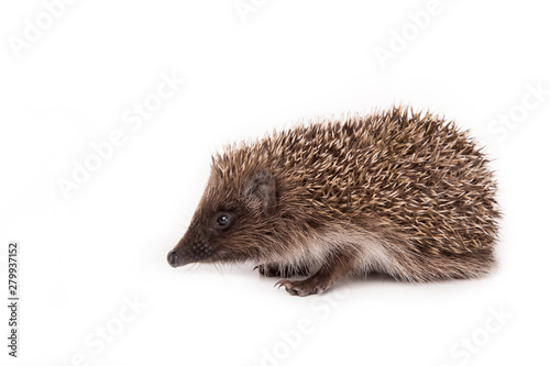 Hedgehog isolated on white background Close-up 