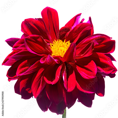 Red Dahlia, National flower of Mexico