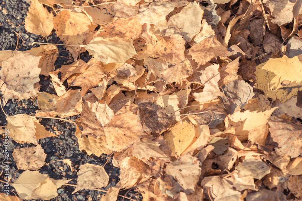 Birch yellow leaves fallen from tree lie on asphalt road on an autumn day. Birch yellow leaves fallen from tree lie on asphalt road on an autumn day.