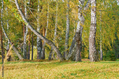 Colorful white birch trees with yellow foliage grow in forest. photo