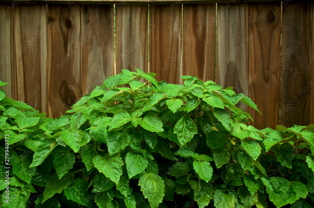 Large Pogostemon cablin patchouli plants growing against wooden fence with its green leaves wet from rain, medicinal plant used in aromatherapy. Large Pogostemon cablin patchouli plants growing against wooden fence with its green leaves wet from rain, medicinal plant used in aromatherapy.