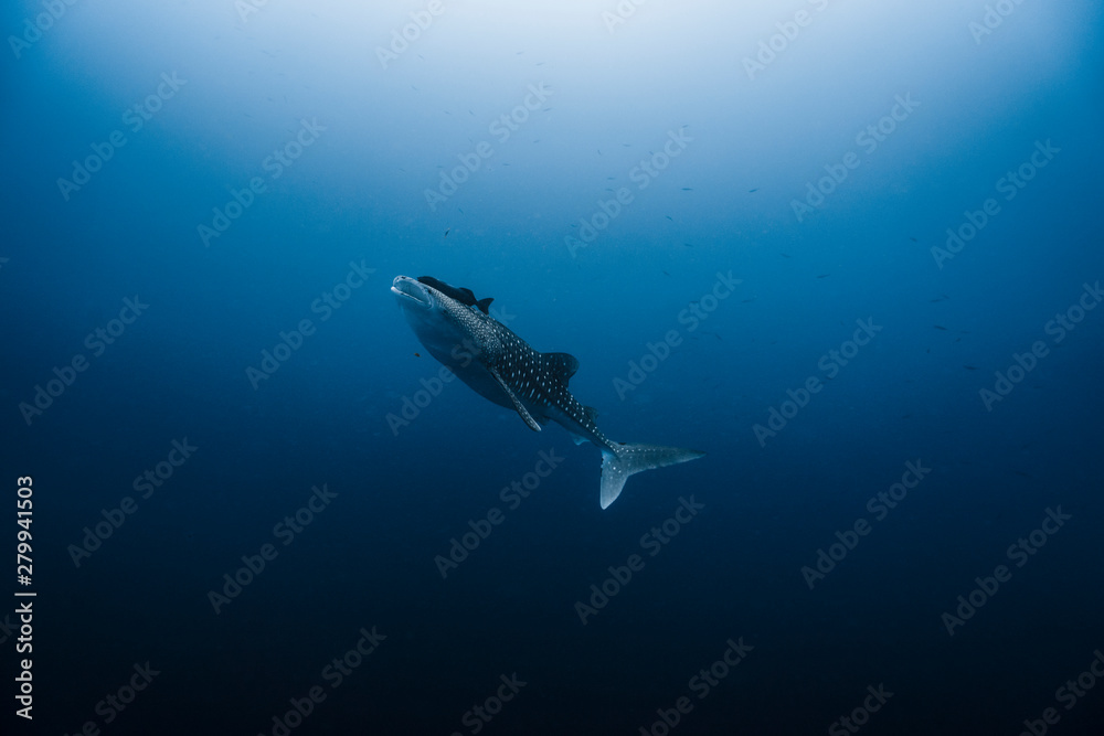 Obraz premium Juvenile Whark Shark stopping to Feed 