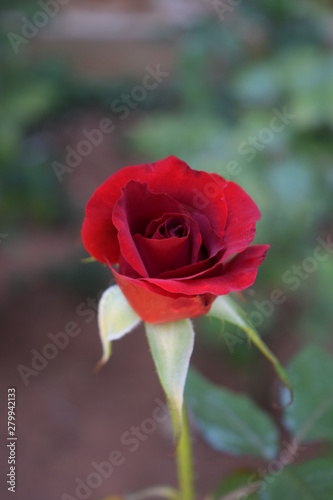 Rosa   Flor   Roja   Naranja
