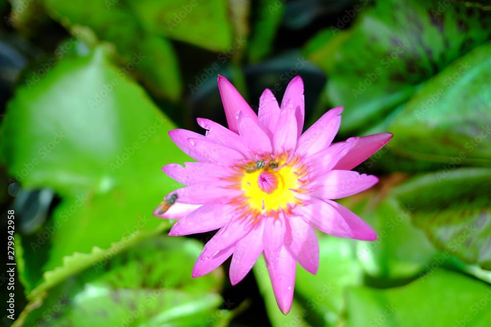 Ornamental plants. Beautiful nature scene with blooming ornamental plants in sun flare. Alternative medicine Spring Daisy. Summer flowers. Beautiful meadow. Summer background Ornamental plants. Beautiful nature scene with blooming ornamental plants in sun flare. Alternative medicine Spring Daisy. Summer flowers. Beautiful meadow. Summer background