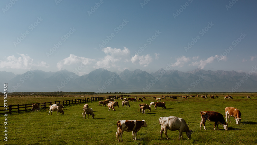 Cows in the Russian countryside, Siberian steppes