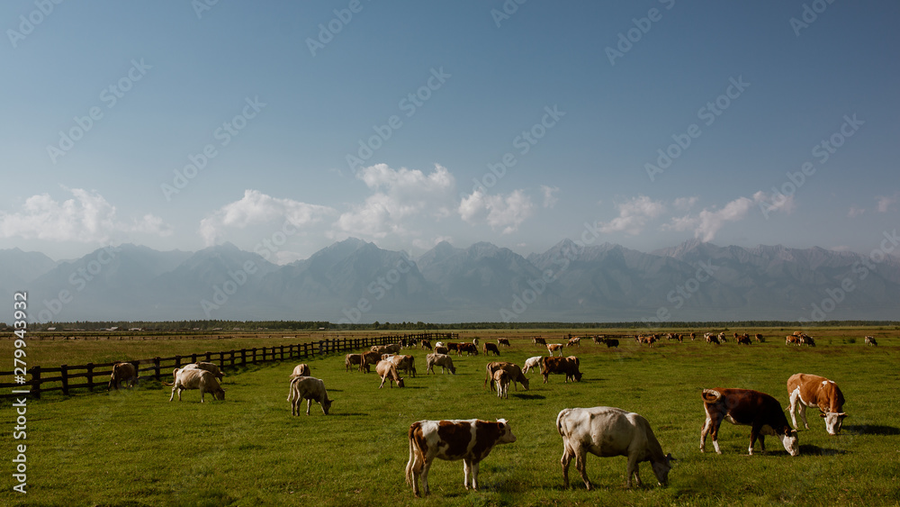 Cows in the Russian countryside, Siberian steppes Cows in the Russian countryside, Siberian steppes