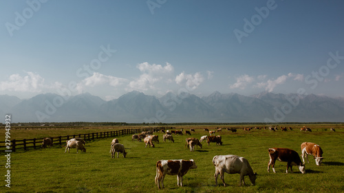 Cows in the Russian countryside, Siberian steppes © Valentin