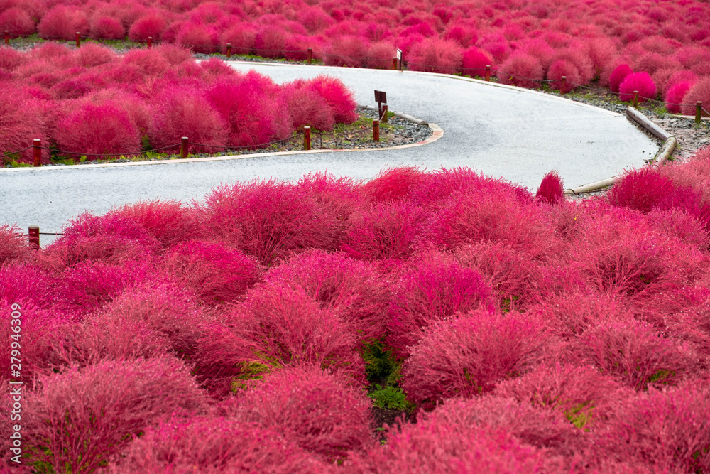 Red Kochia scoparia bush on hill (Kochia scoparia) at Hitachi Seaside