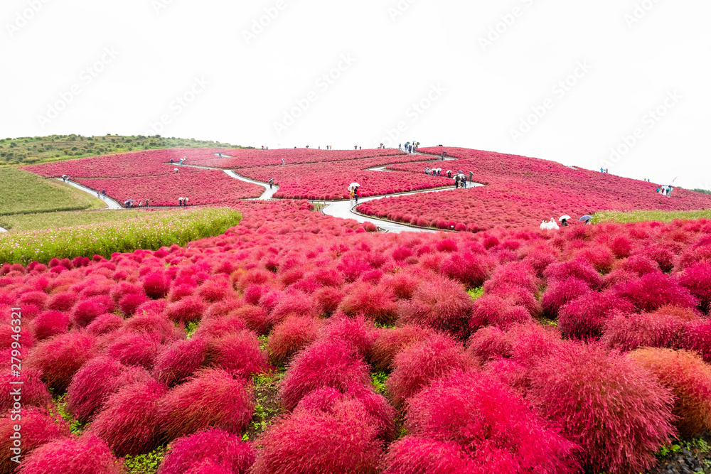Red Kochia scoparia grass mountain filed (Kochia scoparia) at Hitachi