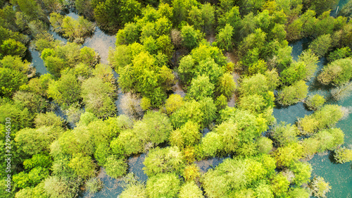 Aerial photo of the floating forest of Chinese fir in fangtang wetland, ningguo city, anhui province, China © 公 郎