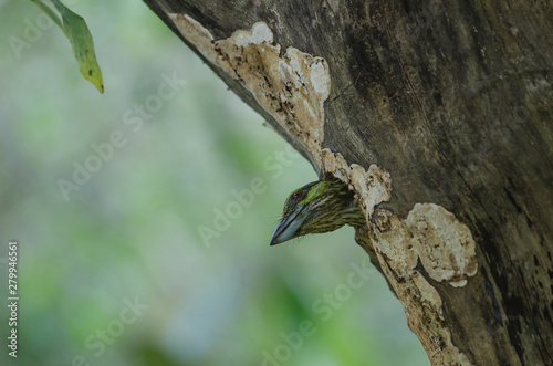 Green-eared Barbet(Megalaima faiostricta) photo