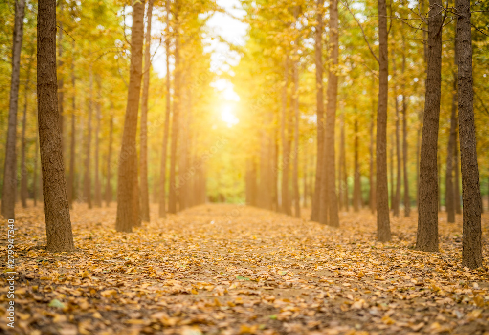 Golden ginkgo forest in autumn