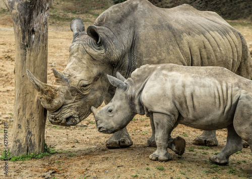 A mother rhino and her little baby standing close together next to a tree trunk. 