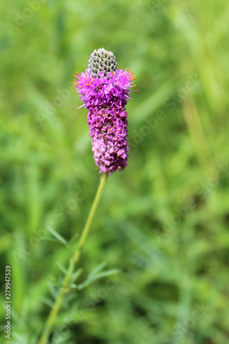 Purple prairie clover at Morton Grove's Miami Woods photo