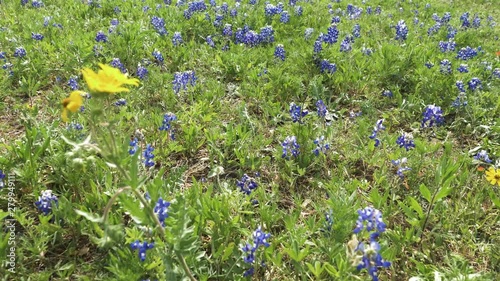 Closeup of a beautiful Texas Bluebonnet flower field that has sadly been trampled by humans.  Flowers are bent and broken from being crushed by people.  Shot pans right across the destruction. photo