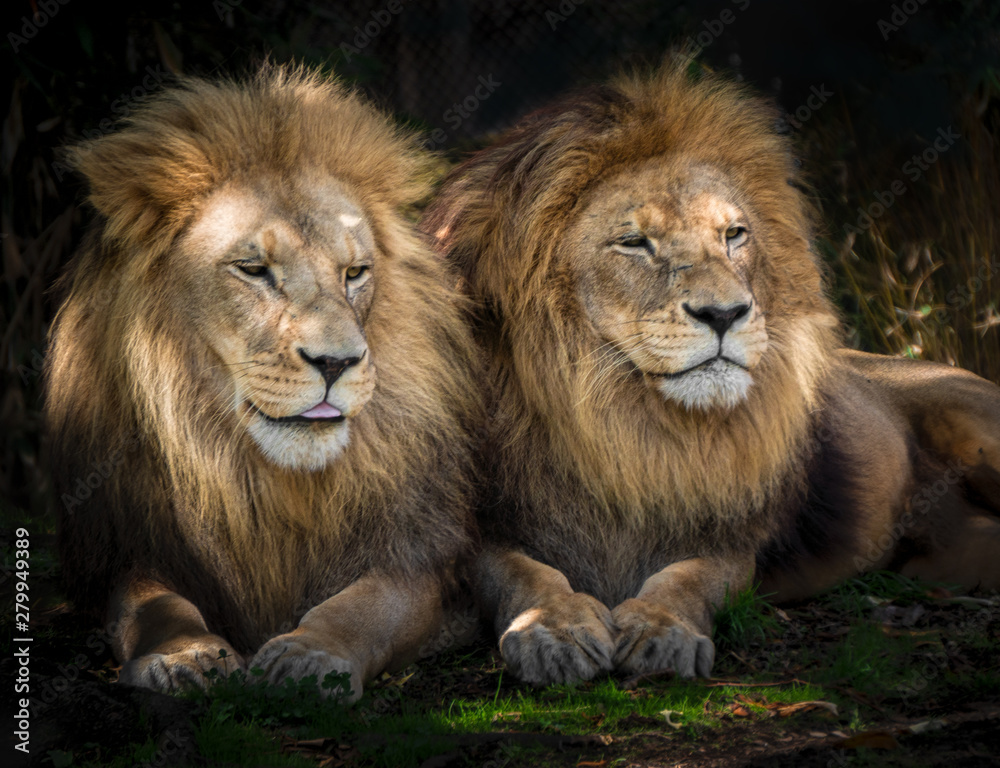 Two lion friends sitting closely together watching something in the distance. Two lion friends sitting closely together watching something in the distance.