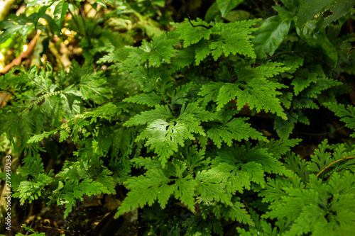 Wild fern growing in forest