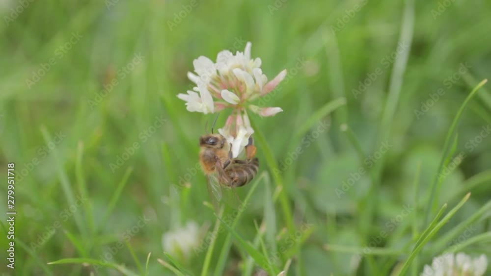 Bee collecting food resources within the grass. Bee collecting food resources within the grass.