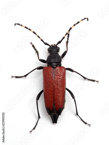 Red-shouldered Pine Borer beetle, Stictoleptura canadensis, from above, isolated