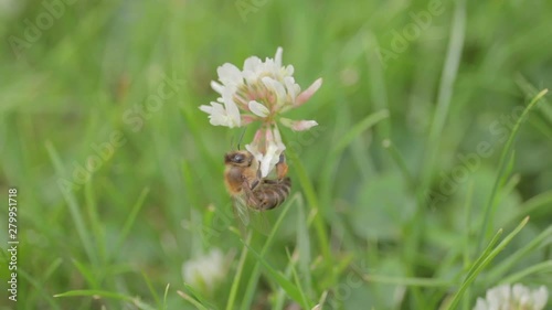 Bee collecting food resources within the grass. photo