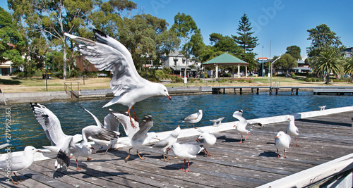 Canvas Print Seagulls at a marina fighting for food scraps.