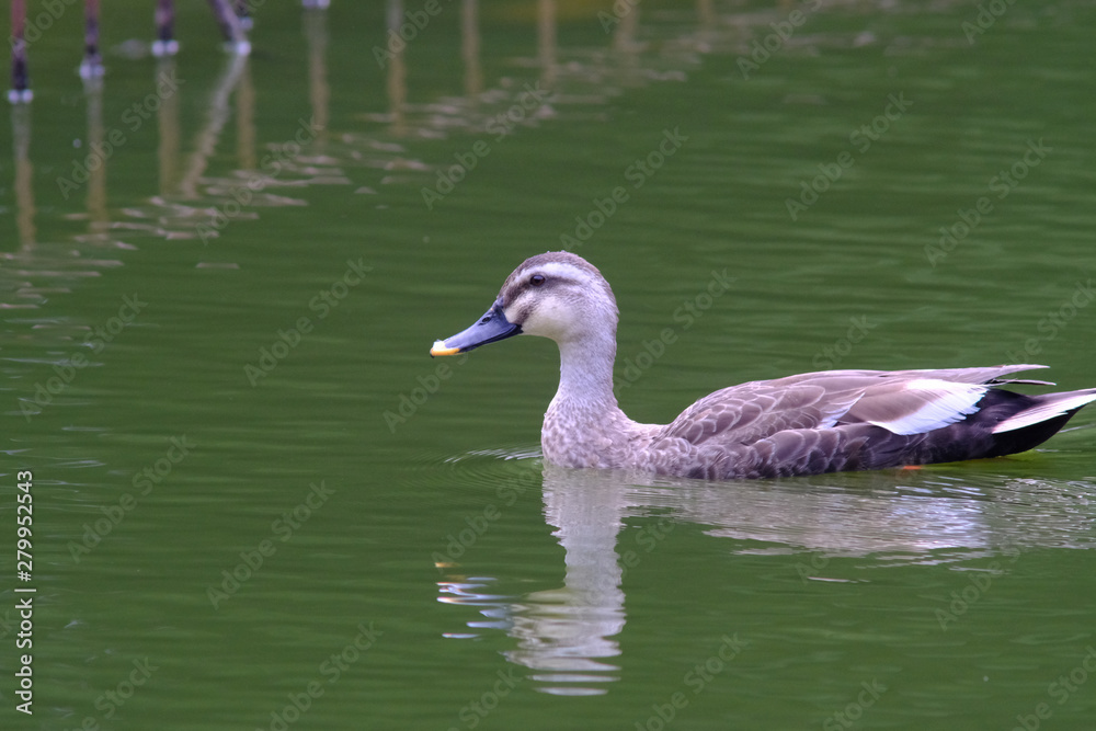 duck in water duck in water