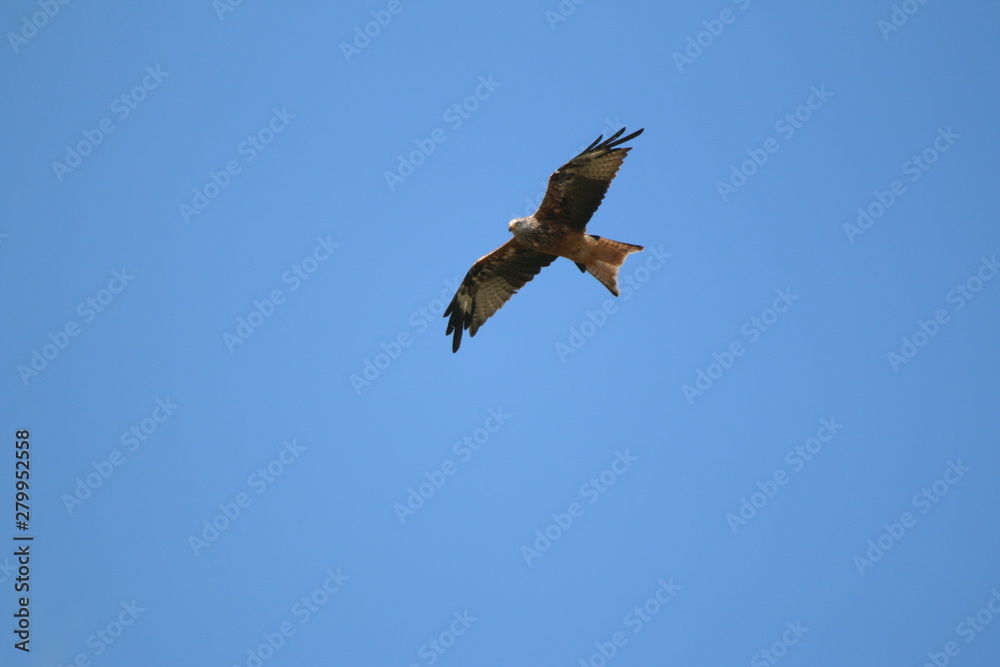 kite (milvus milvus) flying in various positions kite (milvus milvus) flying in various positions