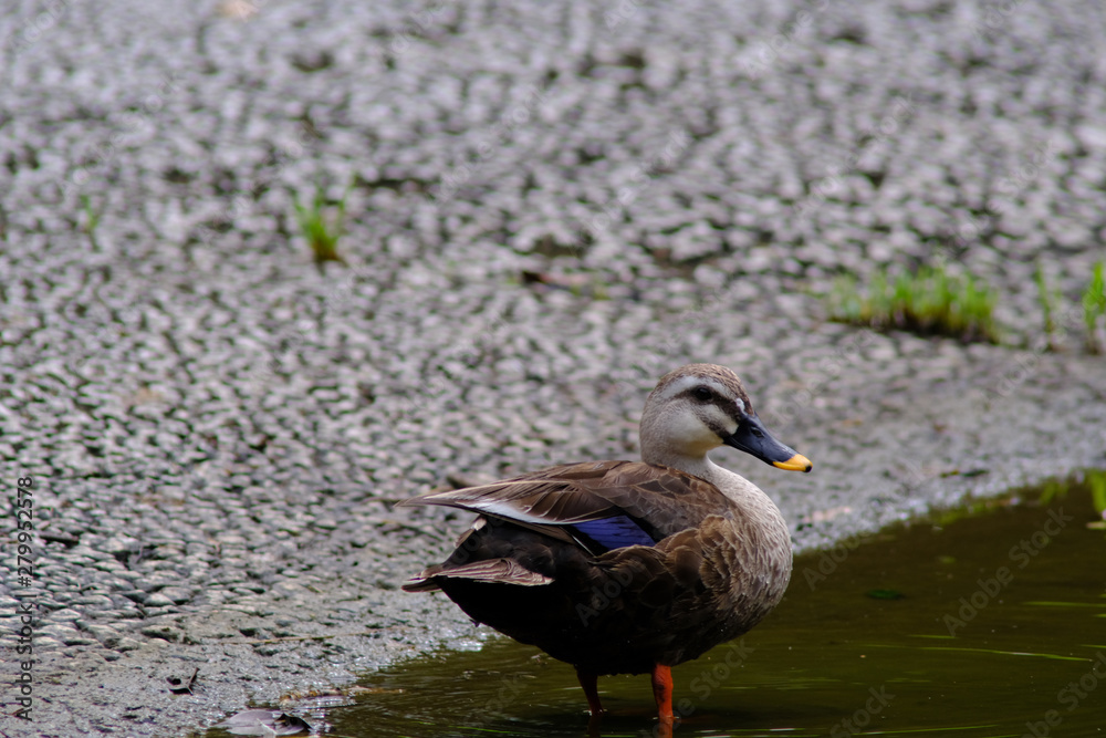 duck in the water duck in the water