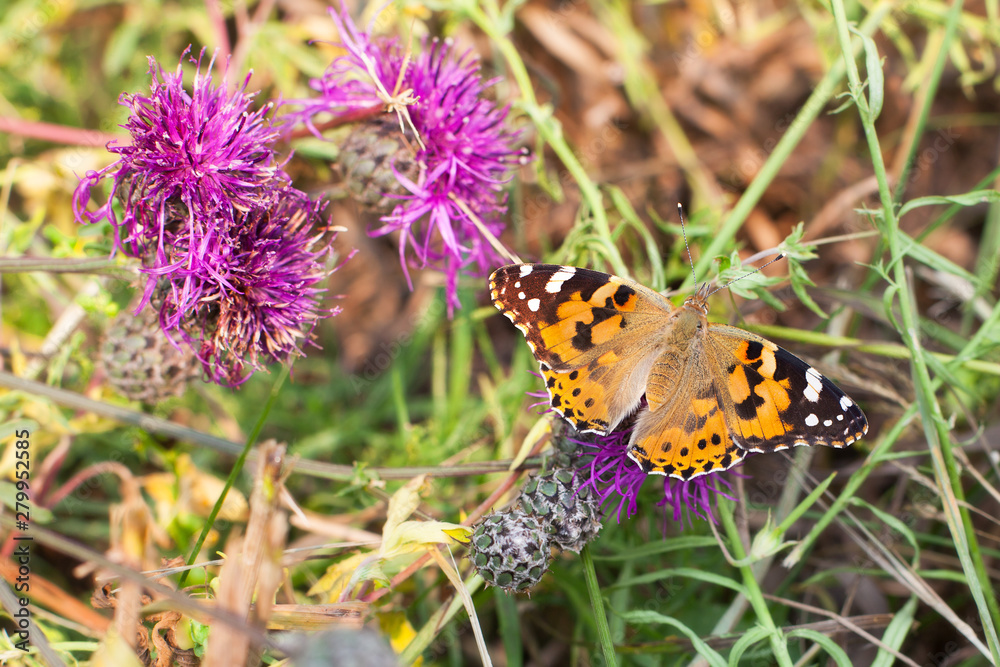 Obraz premium Painted lady butterfly sits on blooming purple thistle flower closeup top view, Vanessa cardui eating nectar on summer blossom field macro, beautiful bright orange butterfly on spring meadow sunny day