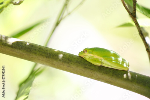 Tree Frog