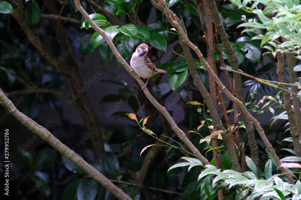 sparrow on a branch