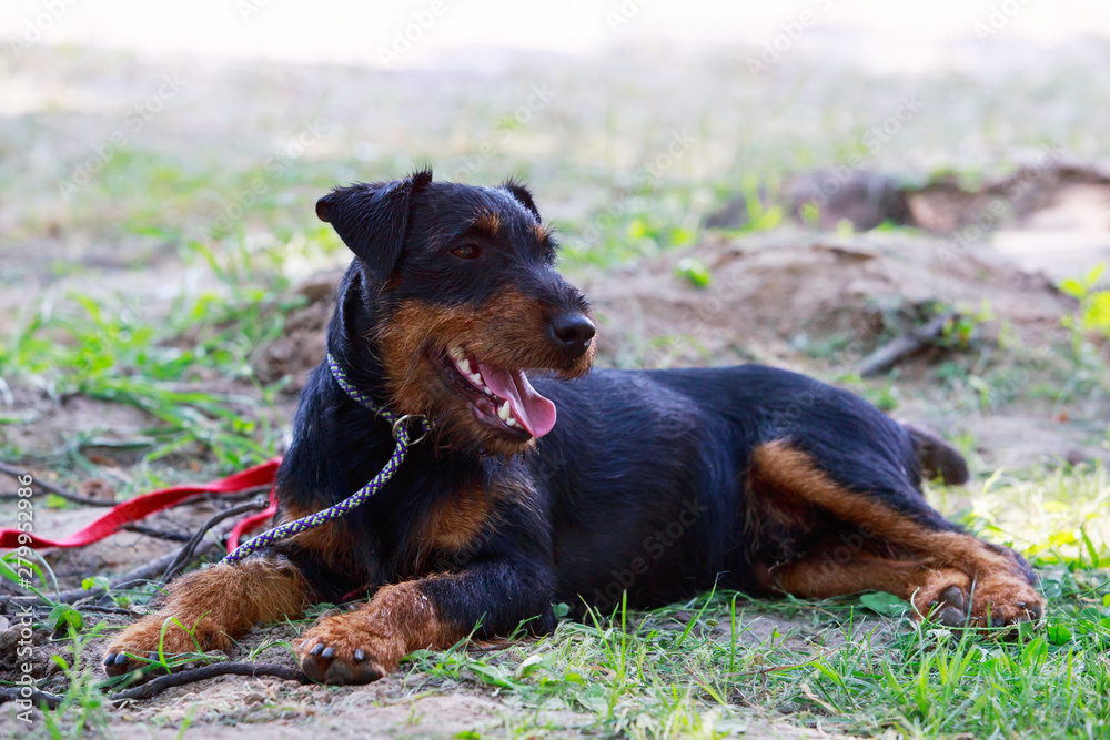 Dog breed German Jagdterrier