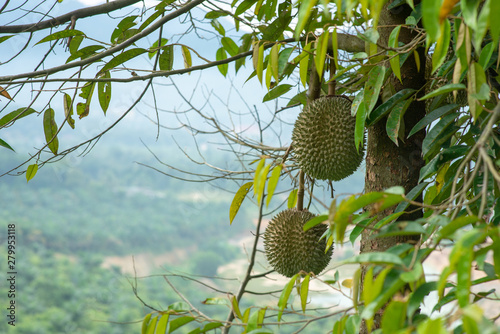 Obraz na płótnie Blackthorn durian tree.
