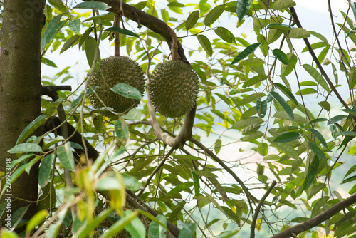 Obraz na płótnie Blackthorn durian tree.