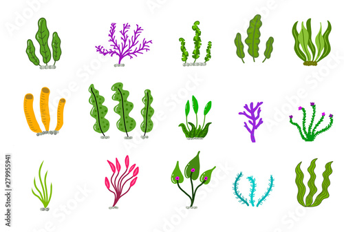 Aquarium ocean corals