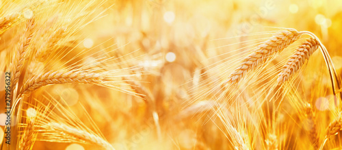 Beautiful wheat field in the sunset light. Golden ripe ears during harvest, macro, banner format. Autumn agriculture landscape.