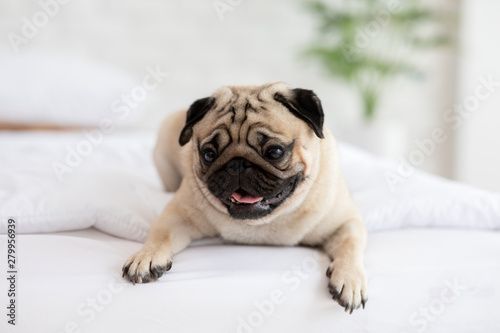Cute pug dog breed lying on blanket on white bed in bedroom smile with funny face and feeling so happiness after wake up in the morning,Healthy Purebred dog Concept © 220 Selfmade studio