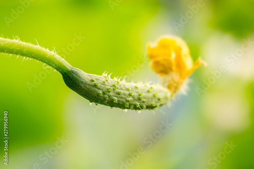 small cucumber on a branch in a greenhouse