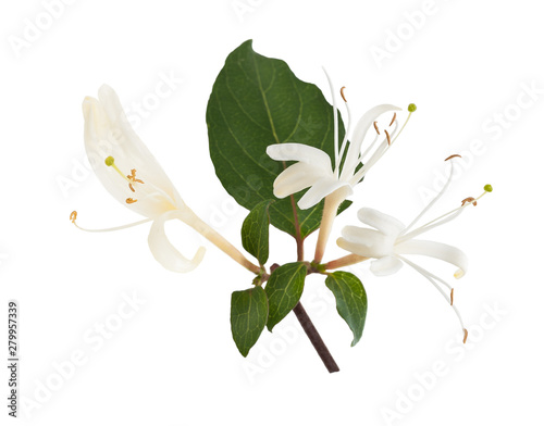honeysuckle  flowers