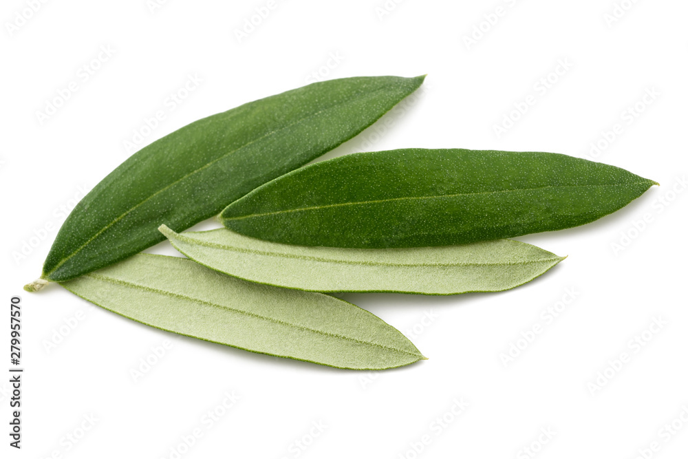 Olive leaves - obrazy, fototapety, plakaty 