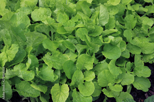 Chinese Cabbage in vegetable garden