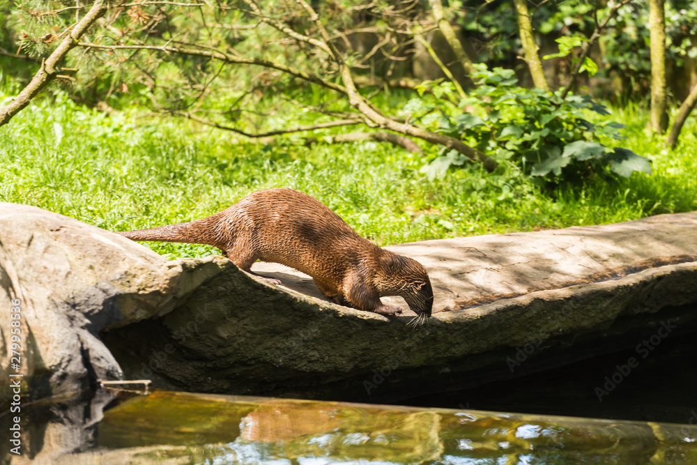 Obraz premium Nimble wet otter caught the mouse and carries it in the mouth down the stone to the water. Concept of predatory animals and life in nature. Animal protection concept.