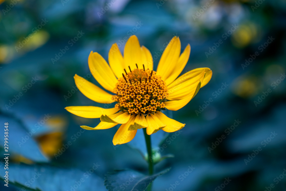 Expressive yellow flower on a natural background. Beautiful background. Nature concept Expressive yellow flower on a natural background. Beautiful background. Nature concept