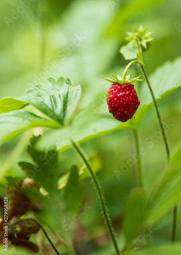 Close up of a single wild strawberry / wood strawberry on a small bush in a forest. With shallow depth of field. 