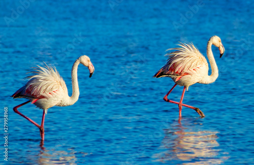 Two birds of pink african flamingo walking on a blue salt lake on a sunny morning