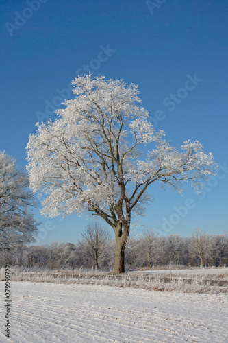 Snow Covered Trees In North Germany